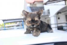 Puppies for sale yorkshire terrier - Malta, Valletta