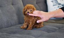 Puppies for sale toy-poodle - Estonia, Kohtla-Jarve