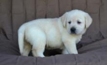 Puppies for sale labrador - France, Nantes