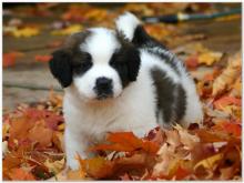 Puppies for sale , saint bernard - Kazakhstan, Aktau