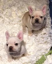 Puppies for sale french bulldog - Georgia, Burn