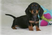 Puppies for sale dachshund - Sweden, Vesteros