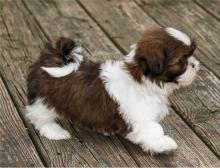 Puppies for sale shih tzu - Finland, Kuopio