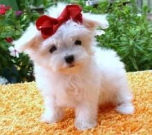 Puppies for sale maltese - Greece, Athens