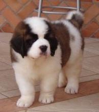 Puppies for sale other breed, saint bernard - Denmark, Odense