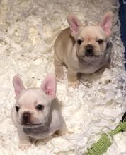 Puppies for sale french bulldog - Slovenia, Lukovar