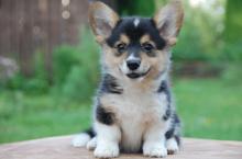 Puppies for sale , pembroke welsh corgi - Slovakia, Poprad