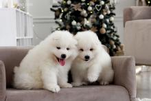 Puppies for sale samoyed dog (samoyed) - Azerbaijan, Azerbaijan