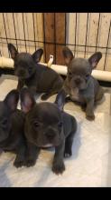 Puppies for sale french bulldog - Spain, Madrid