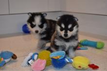 Puppies for sale , pomsky - Georgia, Burn