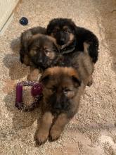 Puppies for sale german shepherd dog - Germany, Dessau