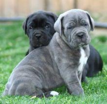 Puppies for sale italian corso dog, cane corso - France, Saint-Etienne