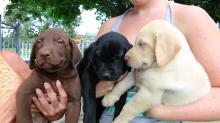 Puppies for sale labrador retriever - Germany, Wismar