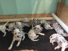 Puppies for sale dalmatian - Germany, Baden-Baden. Price 100 €