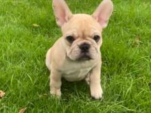 Puppies for sale french bulldog - Denmark, Kopenagen. Price 20 €
