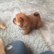 Puppies for sale chow chow - Finland, Helsinki. Price 250 €