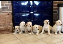 Puppies for sale labrador - Georgia, Kutaisi