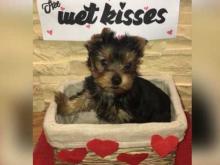 Puppies for sale yorkshire terrier - Austria, Vienna. Price 12 €