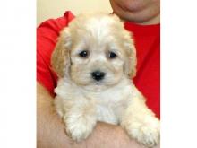 Puppies for sale , cokapoo puppies - Austria, Vienna