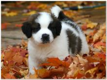 Puppies for sale , saint bernard - Moldova, Cahul
