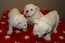 Puppies for sale english bulldog - France, On