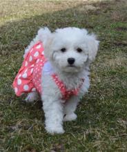 Puppies for sale bichon - France, Bordeaux