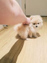 Puppies for sale pomeranian spitz - Sweden, Kalmar