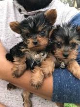 Puppies for sale yorkshire terrier - France, Calais