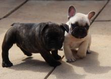 Puppies for sale french bulldog - France, Grenoble