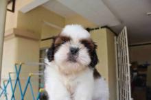 Puppies for sale shih tzu - France, Calais