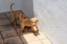 Puppies for sale labrador - France, Calais