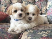 Puppies for sale maltese - Romania, Alexandria