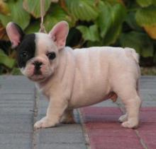 Puppies for sale french bulldog - Russia, Moscow