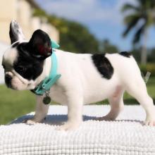 Puppies for sale french bulldog - Armenia, Vanadzor