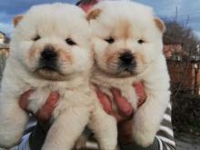 Puppies for sale chow chow - Slovenia, . Price 155 €