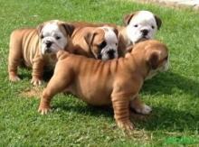 Puppies for sale english bulldog - Romania, Iasi