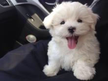 Puppies for sale maltese - Finland, Pori