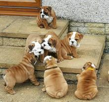 Puppies for sale english bulldog - Poland, Tarnow