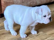 Puppies for sale english bulldog - Luxembourg, Luxembourg