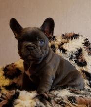 Puppies for sale french bulldog - Finland, Pori. Price 250 €