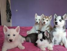 Puppies for sale haski, siberian husky - Slovenia, Soko-Banja