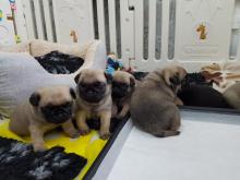 Puppies for sale pug - Germany, Munich. Price 250 €