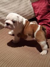 Puppies for sale english bulldog - Germany, Chemnitz. Price 250 €