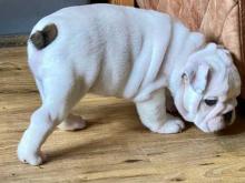 Puppies for sale english bulldog - Uzbekistan, Tashkent