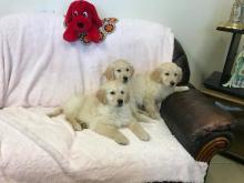 Puppies for sale golden retriever - United Kingdom, New York. Price 250 €