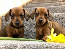 Puppies for sale dachshund - France, Bordeaux. Price 250 €