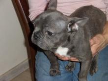 Puppies for sale french bulldog - Greece, Athens. Price 300 $