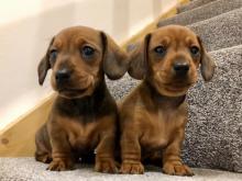 Puppies for sale dachshund - Luxembourg, Luxembourg. Price 250 €