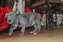 Puppies for sale staffordshire bull terrier - Poland, Wyszkow. Price 250 €