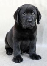 Puppies for sale labrador retriever - Slovenia, Krusevac